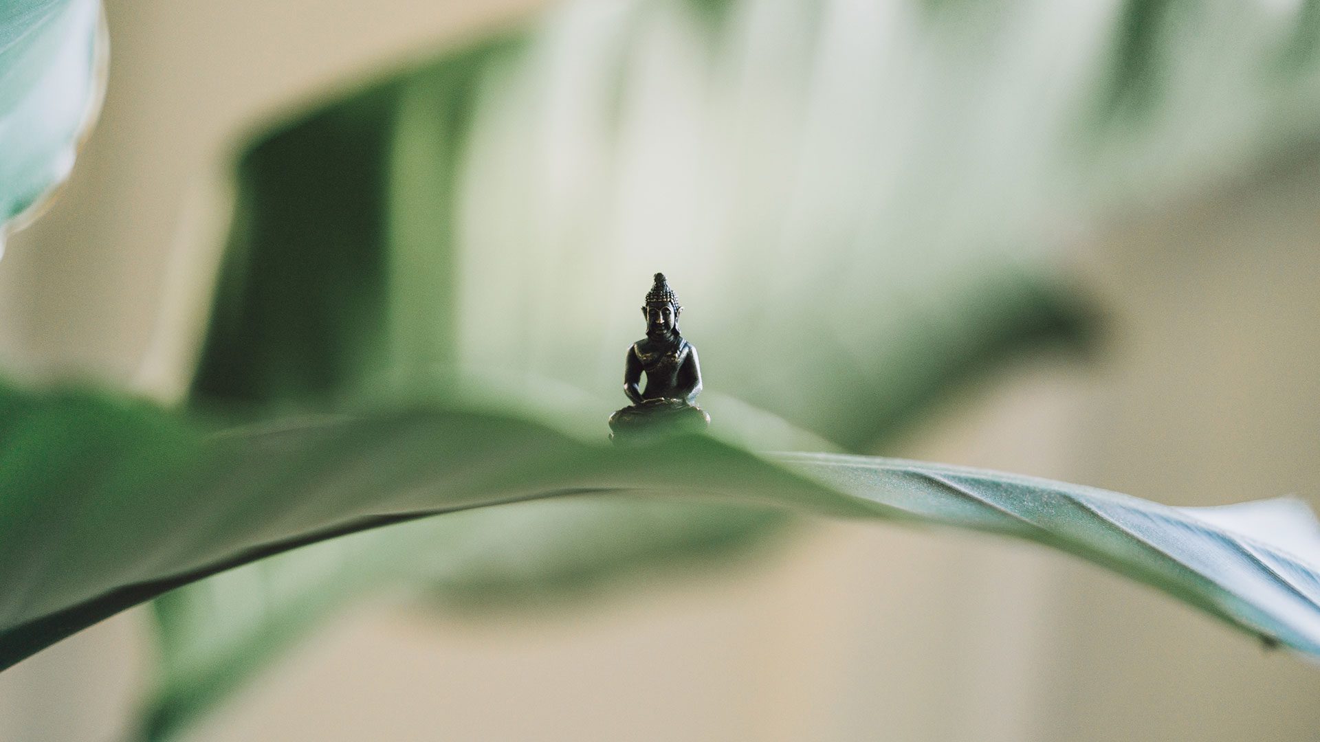 Little Buddha statue meditating on a leaf